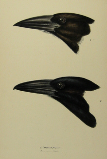 John Gould's Birds of Australia